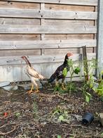 Koppel Oshamo, Dieren en Toebehoren, Pluimvee, Meerdere dieren, Kip