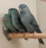 Catharinaparkieten - TT-kwaliteit, Dieren en Toebehoren, Vogels | Parkieten en Papegaaien