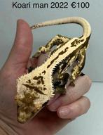 Wimpergekko, Dieren en Toebehoren