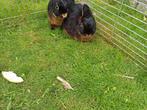 2 dwerg konijntjes koppel, Dieren en Toebehoren, Konijnen, Dwerg, 0 tot 2 jaar