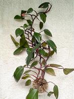 Philodendron Pink Princess, Maison & Meubles, Plantes d'intérieur, En pot, Plante verte, Enlèvement, Moins de 100 cm