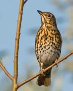 Zanglijster Man, Animaux & Accessoires, Oiseaux | Oiseaux Autre, Bagué