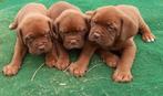 Bordeauxdogpups, Dieren en Toebehoren, Honden | Bulldogs, Pinschers en Molossers, België, Particulier, Meerdere, CDV (hondenziekte)