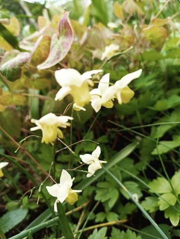 grote pot Epimedium ,schaduwplant,  lees beschrijving beschikbaar voor biedingen