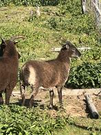 Tweeling Soay ooi te koop, Dieren en Toebehoren, Schapen, Geiten en Varkens, Vrouwelijk, Schaap, 0 tot 2 jaar