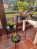 Zwart plantentafeltje, Ophalen