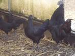 kippen : trio Ayam Cemani, Dieren en Toebehoren, Pluimvee, Meerdere dieren, Kip
