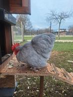 Cochin kriel haantjes parelgrijs, Dieren en Toebehoren, Pluimvee, Meerdere dieren, Kip