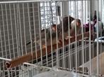 Zebravinken, Dieren en Toebehoren, Meerdere dieren