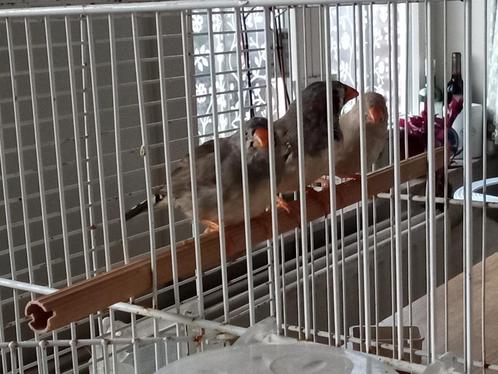 Zebravinken, Dieren en Toebehoren, Vogels | Kanaries, Meerdere dieren
