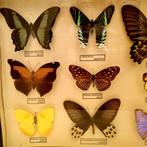 Collection papillon exotiques Afrique Amérique Latine, Collections, Collections Animaux, Autres types, Insecte, Utilisé, Enlèvement ou Envoi