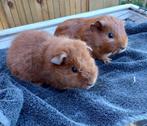 2 jonge Cavia broertjes, Dieren en Toebehoren, Knaagdieren, Mannelijk, Cavia, Tam