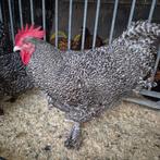 Gezocht broedeieren mechelse koekoek, Dieren en Toebehoren