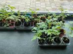 Snoeptomaten- en Pyrostomatenplanten te koop!, Tuin en Terras, Ophalen of Verzenden