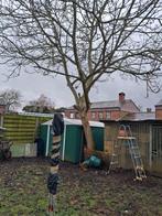 Okkernoten boom gratis, Tuin en Terras, Brandhout, Ophalen