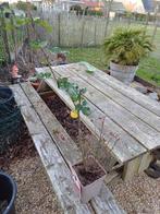 Roos blue girl, Tuin en Terras, Planten | Tuinplanten, Ophalen