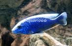 Sciaenochromis fryeri, Vis, Zoetwatervis
