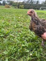 Brahma kuikens, Dieren en Toebehoren, Pluimvee