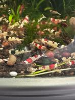 Volwassen cardinia beschikbaar, Dieren en Toebehoren