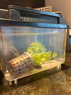 Kogelvis., Dieren en Toebehoren, Vissen | Aquariumvissen, Vis, Zoutwatervis