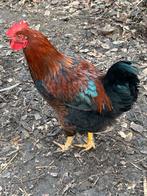 jeune coq - espèce pondeuse