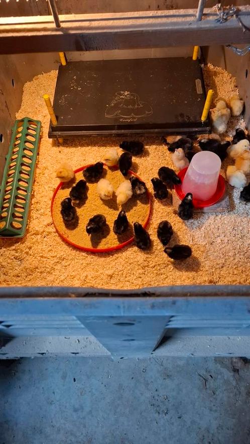 Kuikens wyandotte en red island geboren 13 april, Dieren en Toebehoren, Pluimvee | Toebehoren, Zo goed als nieuw, Ophalen