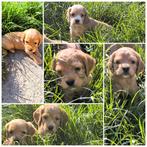 Cocker spaniel pups, Dieren en Toebehoren, Honden | Retrievers, Spaniëls en Waterhonden, België, CDV (hondenziekte), 8 tot 15 weken