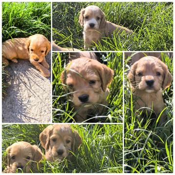 Cocker spaniel pups  beschikbaar voor biedingen