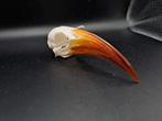 Crâne de corbeau à bec rouge, Collections, Collections Animaux, Comme neuf, Crâne, Enlèvement ou Envoi, Oiseaux