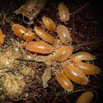 Isopods clean up crew