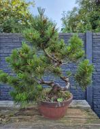 Pinus mugho bonsai, Ophalen