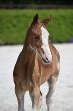 Hengsten veulen, Dieren en Toebehoren, Paarden, Hengst, Onbeleerd, Springpaard, Met stamboom