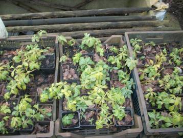 Pachysandra terminalis of schaduwkruid beschikbaar voor biedingen