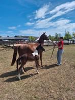 D pony  spring merrie met veulen, Dieren en Toebehoren, Merrie, Zadelmak, Springpaard, Gechipt