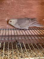 Kakarikie, Dieren en Toebehoren, Vrouwelijk, Geringd