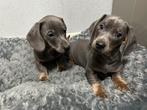 Kortharige blue&tan teckel pups, Dieren en Toebehoren, België, 8 tot 15 weken, Meerdere, Fokker | Professioneel