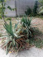yucca, Ophalen