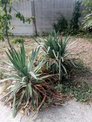 yucca beschikbaar voor biedingen