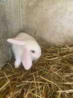 Jeunes Lapins x bélier, Dieren en Toebehoren, Knaagdieren en Konijnen | Toebehoren, Ophalen of Verzenden, Zo goed als nieuw, Knaagmateriaal