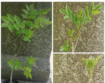 Essenbomen ruilen of verkopen  beschikbaar voor biedingen