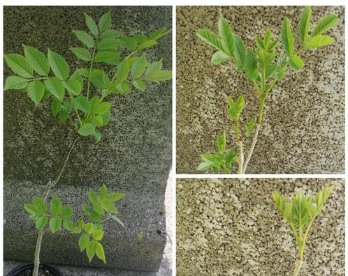Essenbomen ruilen of verkopen, Tuin en Terras, Planten | Bomen, In pot, Ophalen