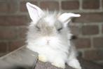 Jonge konijnen kruising nhd, Animaux & Accessoires, Lapins, Petit, Oreilles tombantes, Plusieurs animaux, 0 à 2 ans