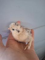 Kuikens usa zijdehoen, Dieren en Toebehoren, Pluimvee, Geslacht onbekend, Kip