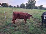 Dexter volle vaars, Dieren en Toebehoren, Runderen