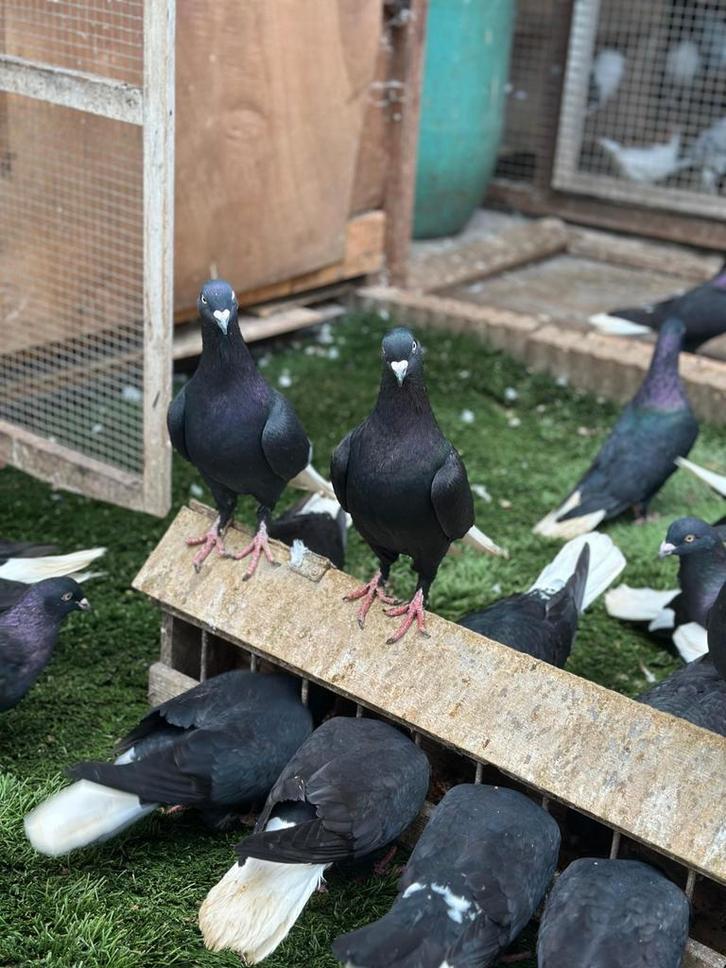 Mooie Afghaanse duiven te koop, Dieren en Toebehoren, Vogels | Duiven, Overige soorten, Meerdere dieren