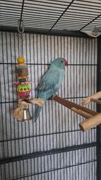 Halsbandparkiet, Dieren en Toebehoren, Vogels | Parkieten en Papegaaien, Vrouwelijk, Parkiet, Geringd