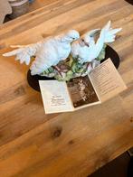 Columbae Liviae - Rock Doves Collection Viertasca, Ophalen of Verzenden