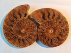 Uit te kiezen: ammonieten madagascar - gesneden en gepolijst, Ophalen of Verzenden, Fossiel