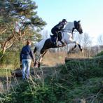 Ruiter aangeboden, Dieren en Toebehoren