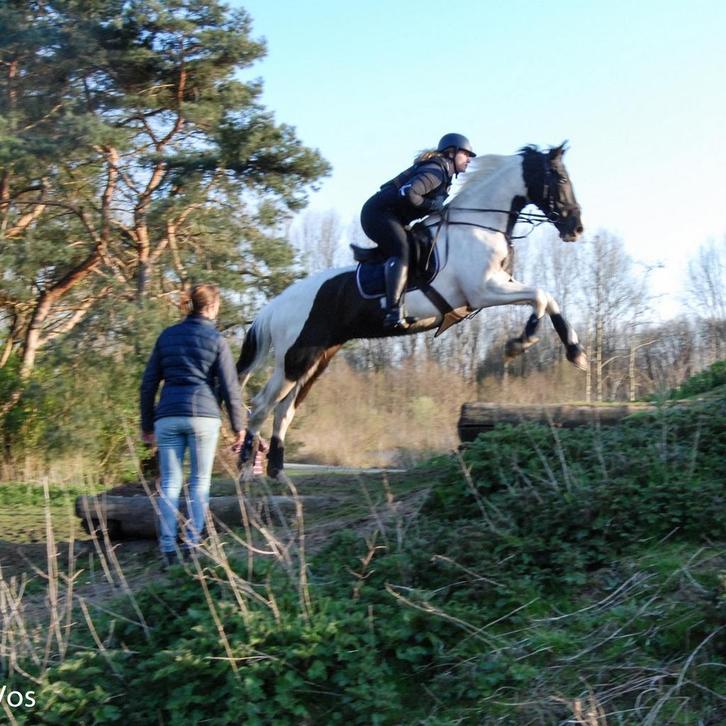 Ruiter aangeboden, Dieren en Toebehoren, Paarden